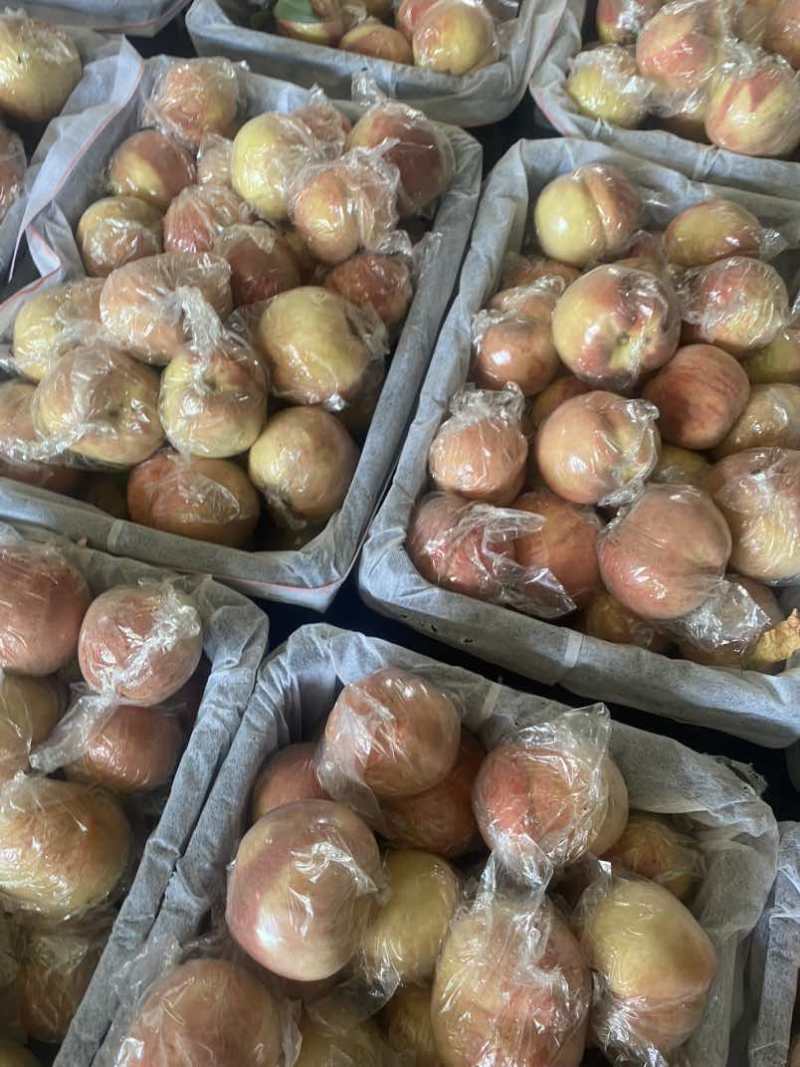 山西毛桃红不软脆甜蜜桃大个