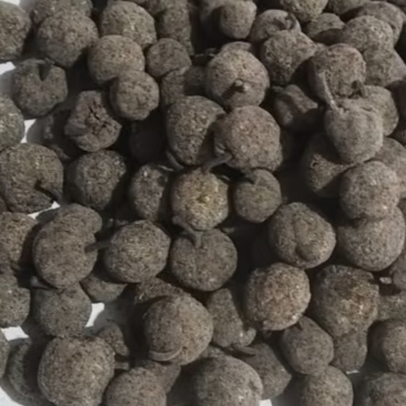 构树果