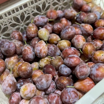 新疆伽师县西梅次果