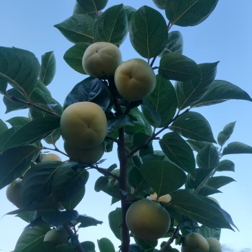 广西桂林恭诚大秋甜柿