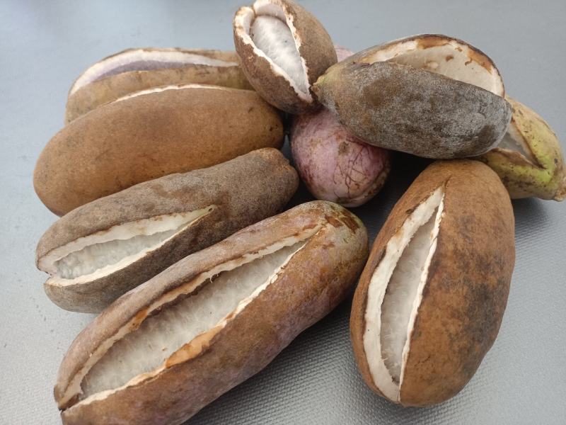 毕节金沙八月瓜