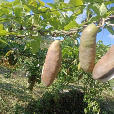 毕节金沙八月瓜