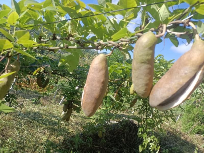 毕节金沙八月瓜