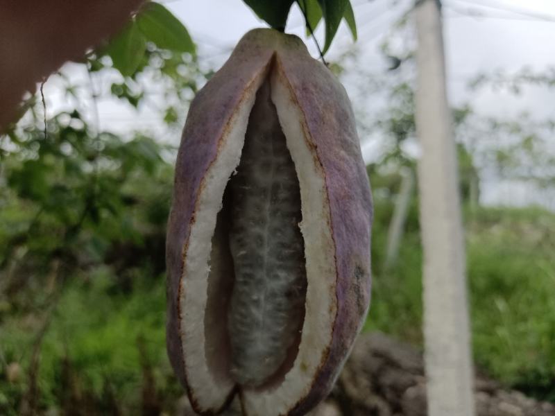 毕节金沙八月瓜