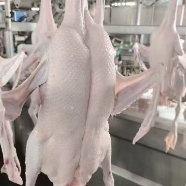 新鲜黑棕鹅每天大量批发
