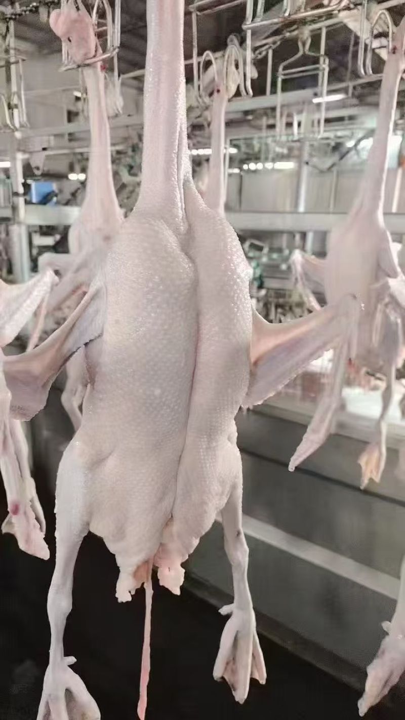 新鲜黑棕鹅每天大量批发