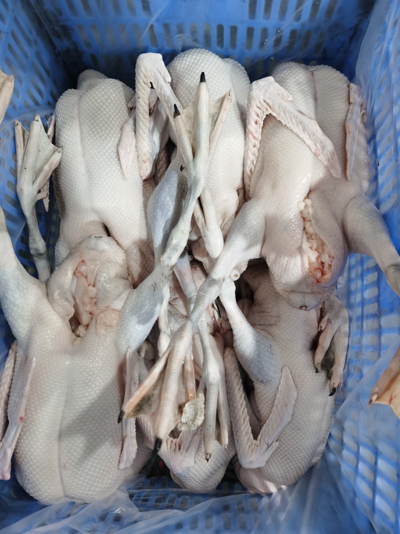新鲜黑棕鹅每天大量批发