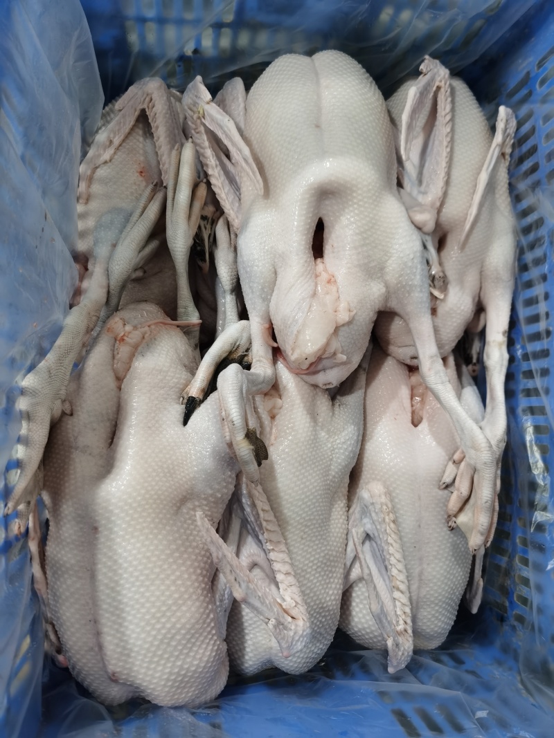新鲜黑棕鹅每天大量批发
