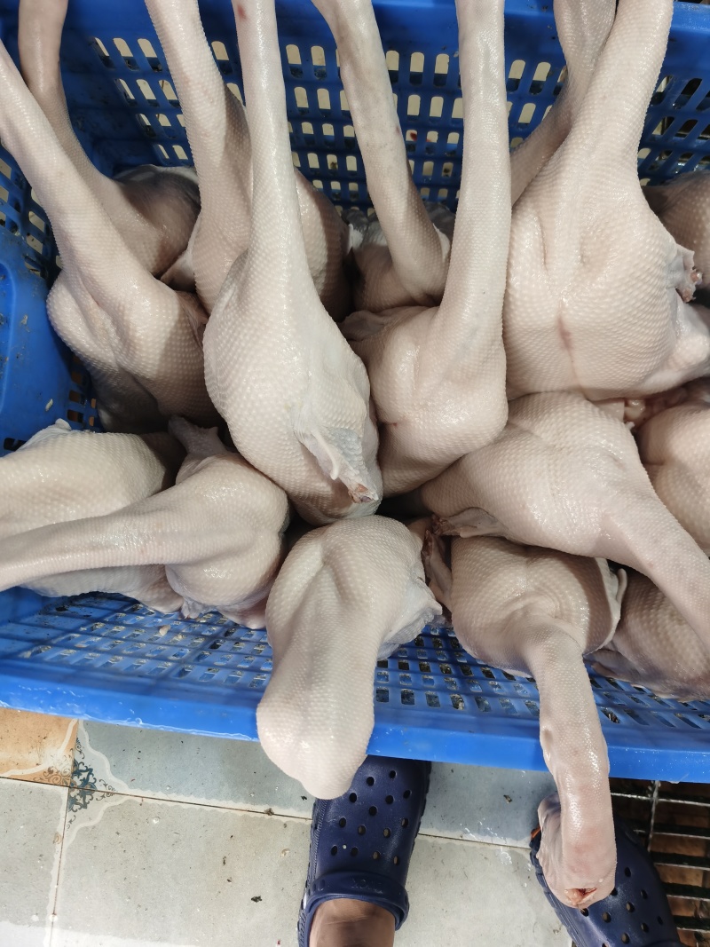 新鲜黑棕鹅每天大量批发