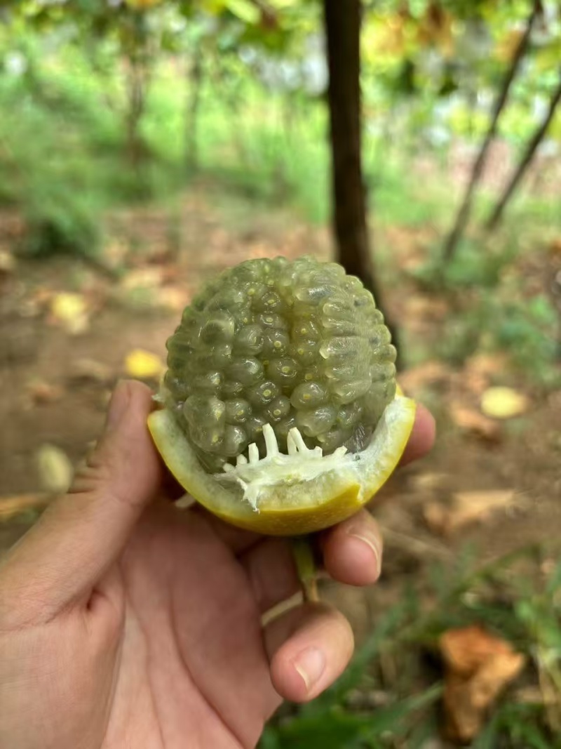 哥伦比亚热情果
