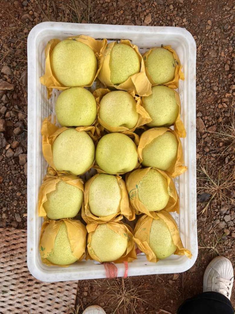 云南高原雪花梨