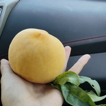 廊坊黄毛桃