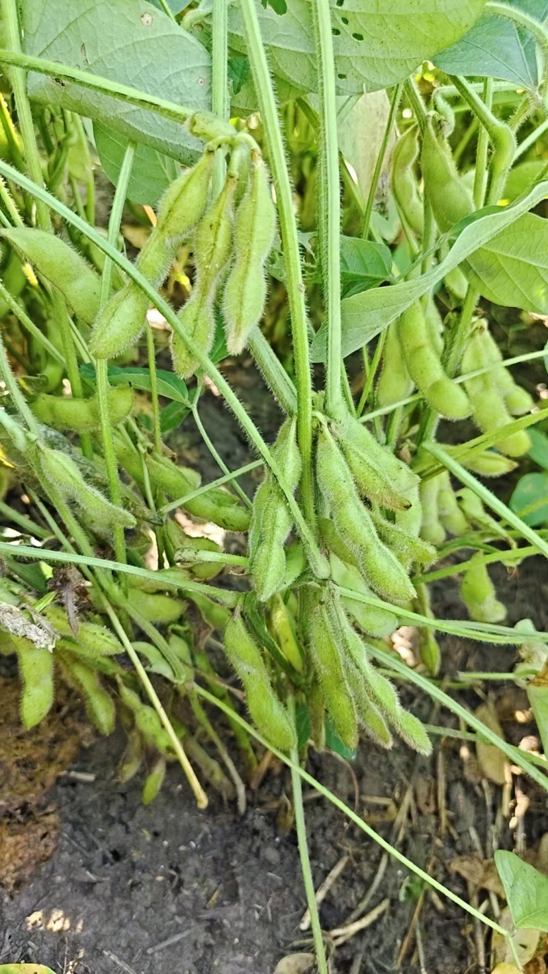 毛豆