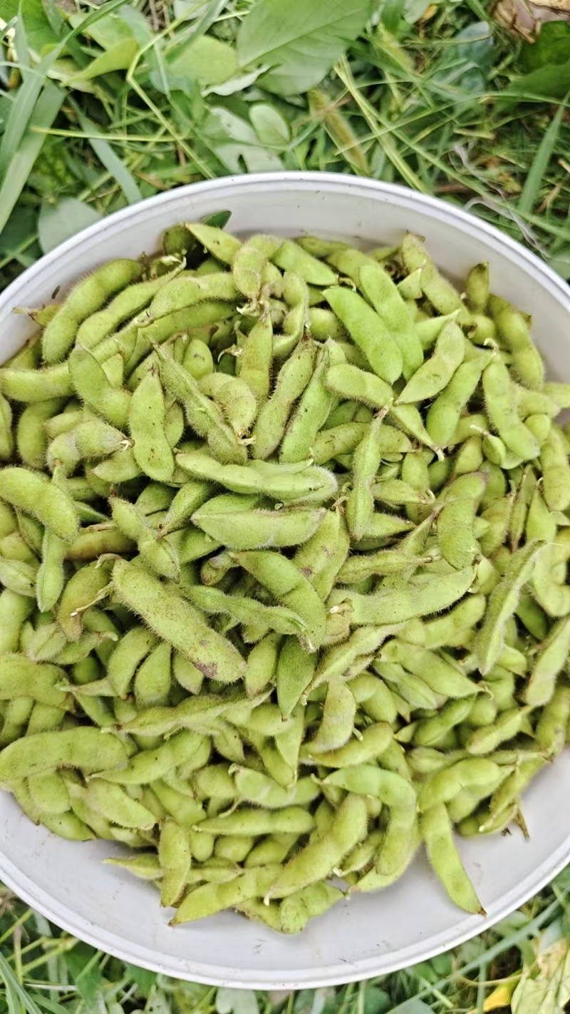 毛豆