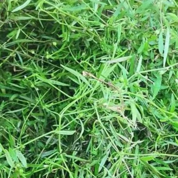 白花蛇舌草
