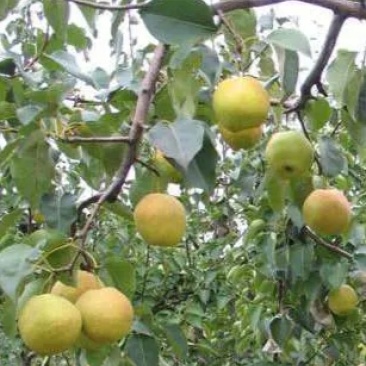 玉露香梨