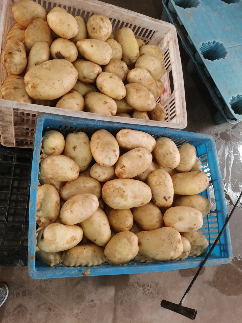 土豆