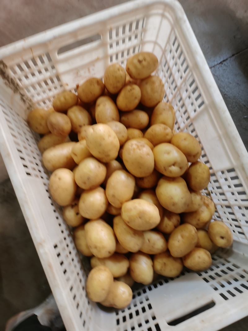 土豆