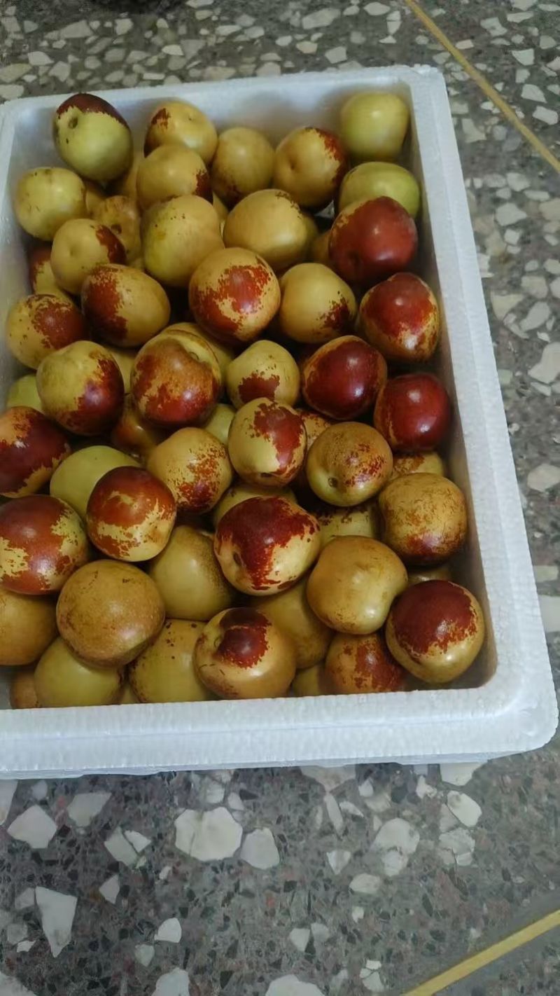 冬枣