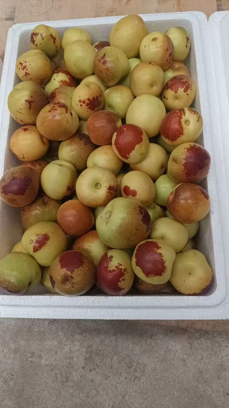 冬枣