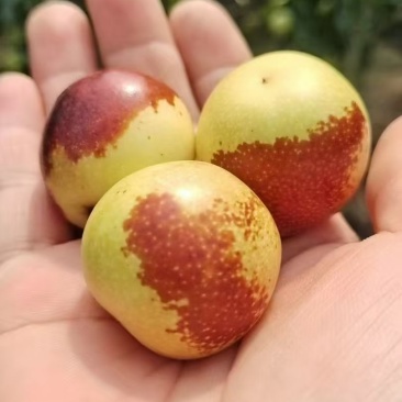 冬枣