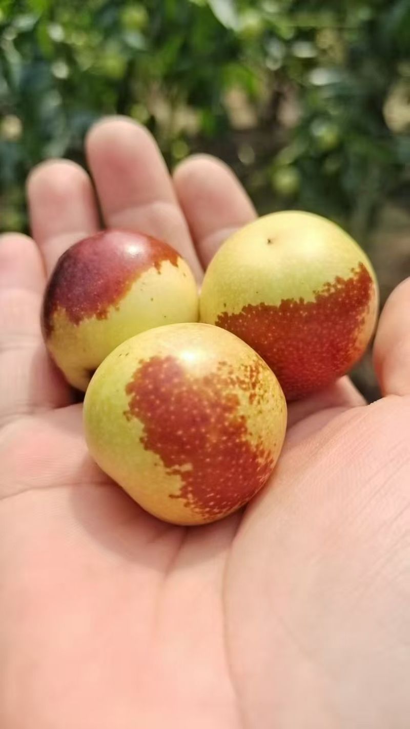 冬枣