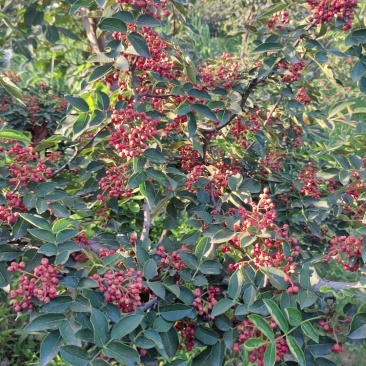 富平大红袍干花椒