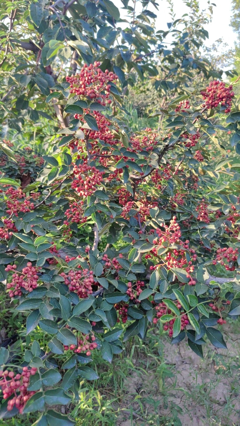 富平大红袍干花椒
