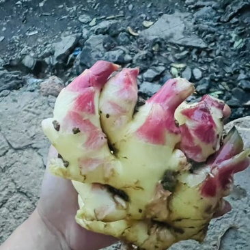 生姜，老姜，嫩姜