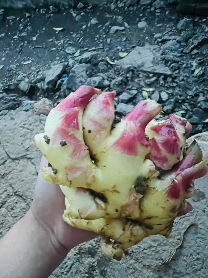 生姜，老姜，嫩姜