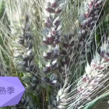 河北黑小麦