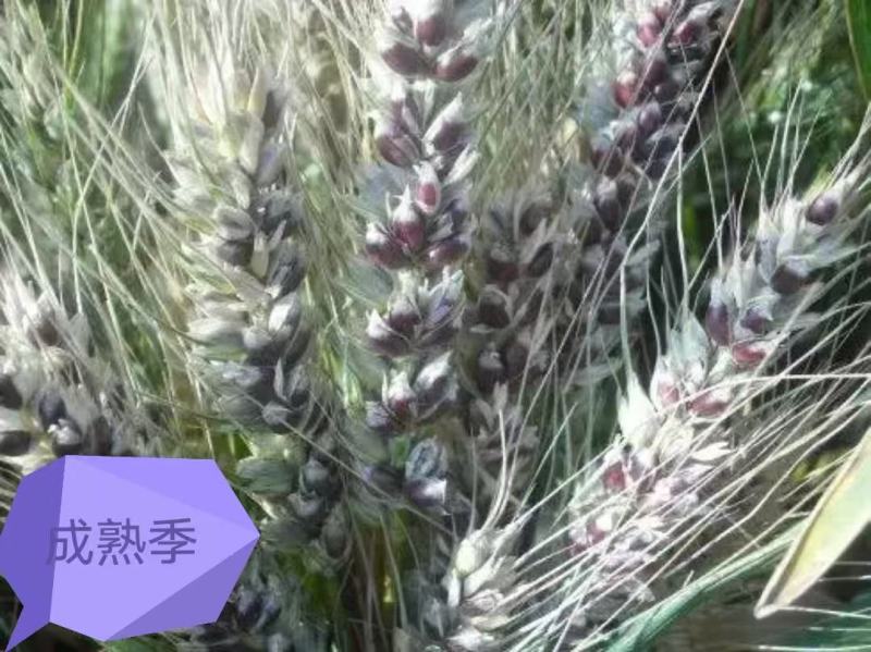 河北黑小麦