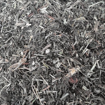 颠茄草