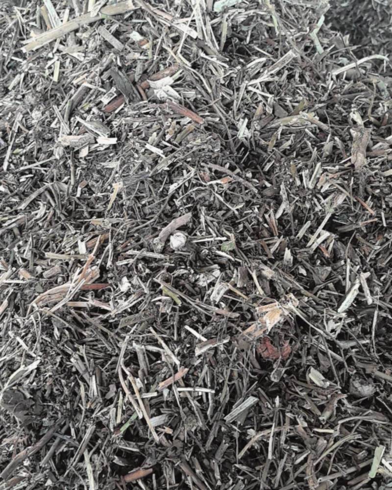 颠茄草