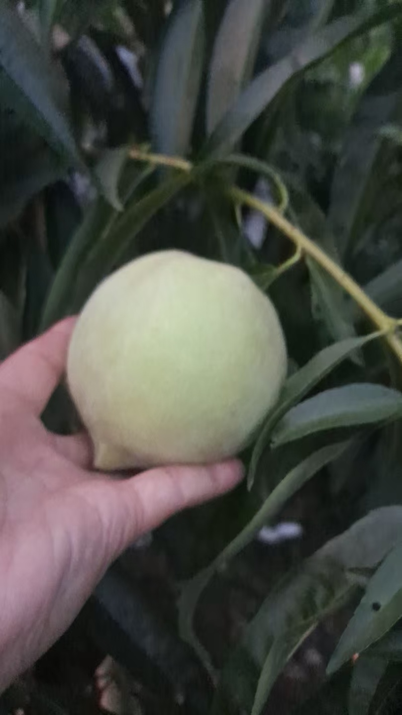 大青桃