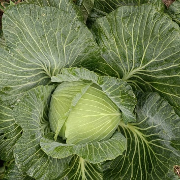 莲花白