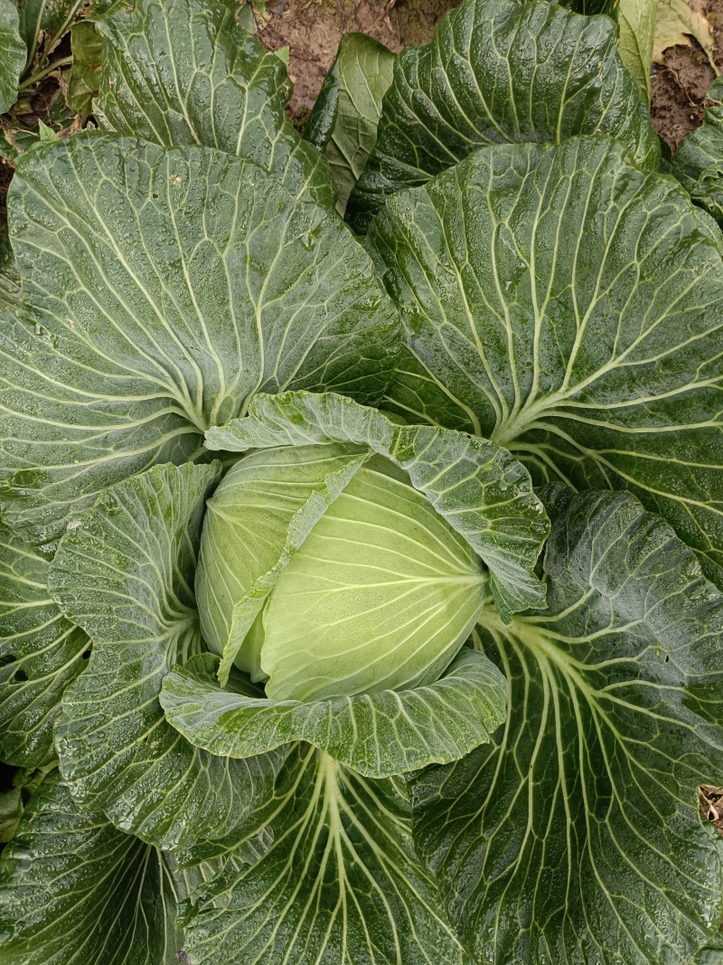 莲花白