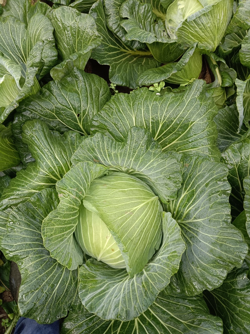 莲花白