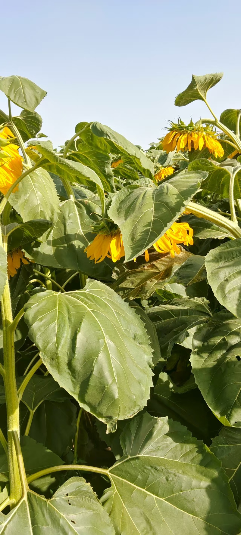 内蒙古优质葵花籽