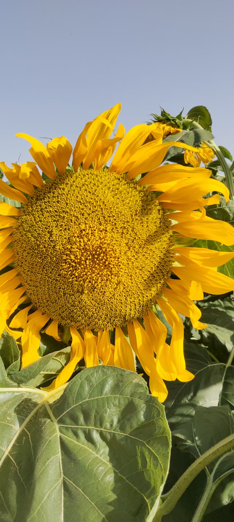 内蒙古优质葵花籽