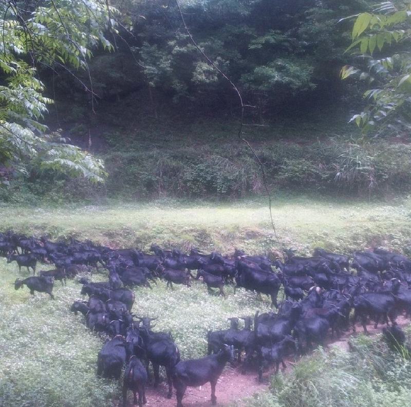 英德本地黑山羊