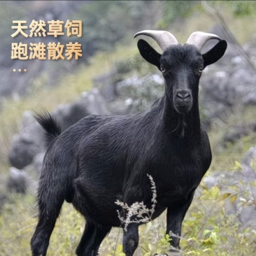 英德本地黑山羊