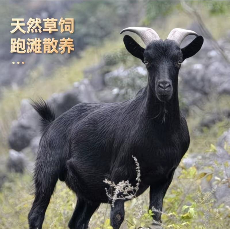 英德本地黑山羊