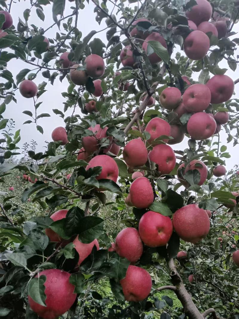 昭通201苹果