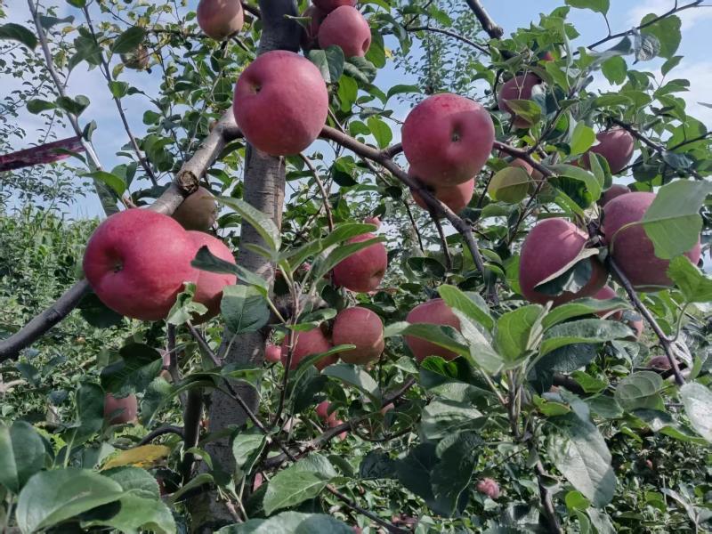 昭通201苹果