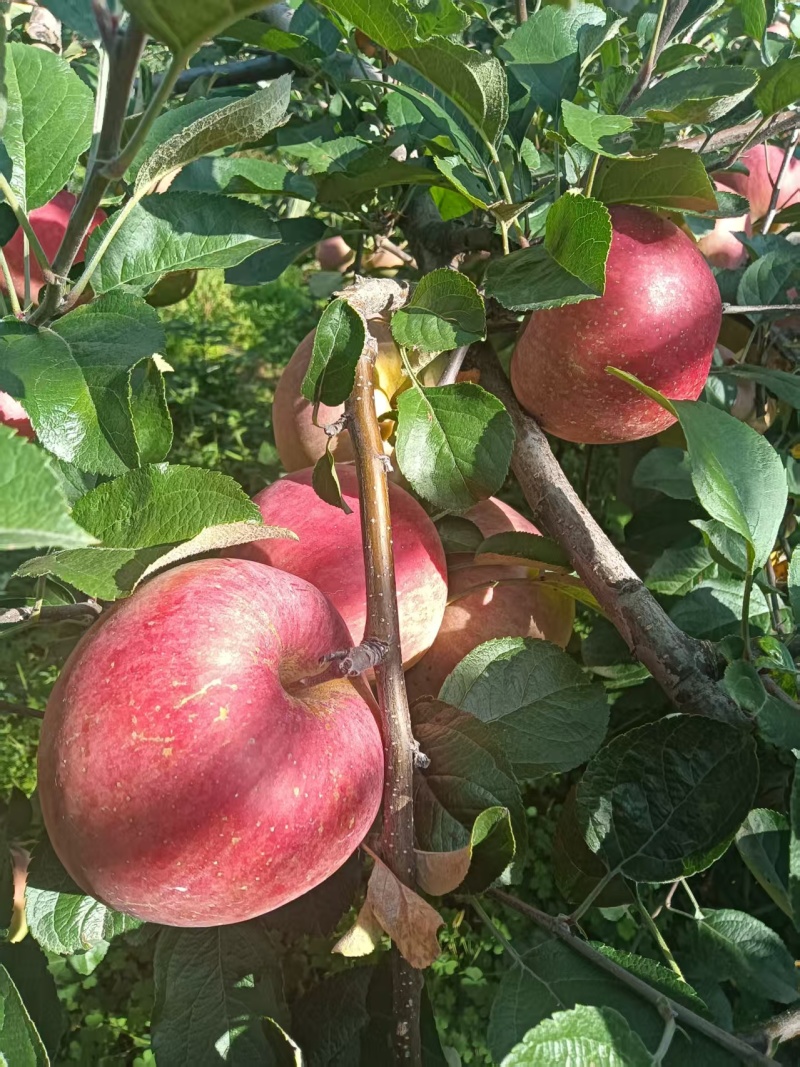 昭通201苹果