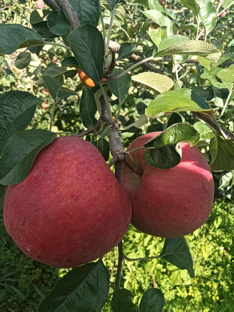 昭通201苹果
