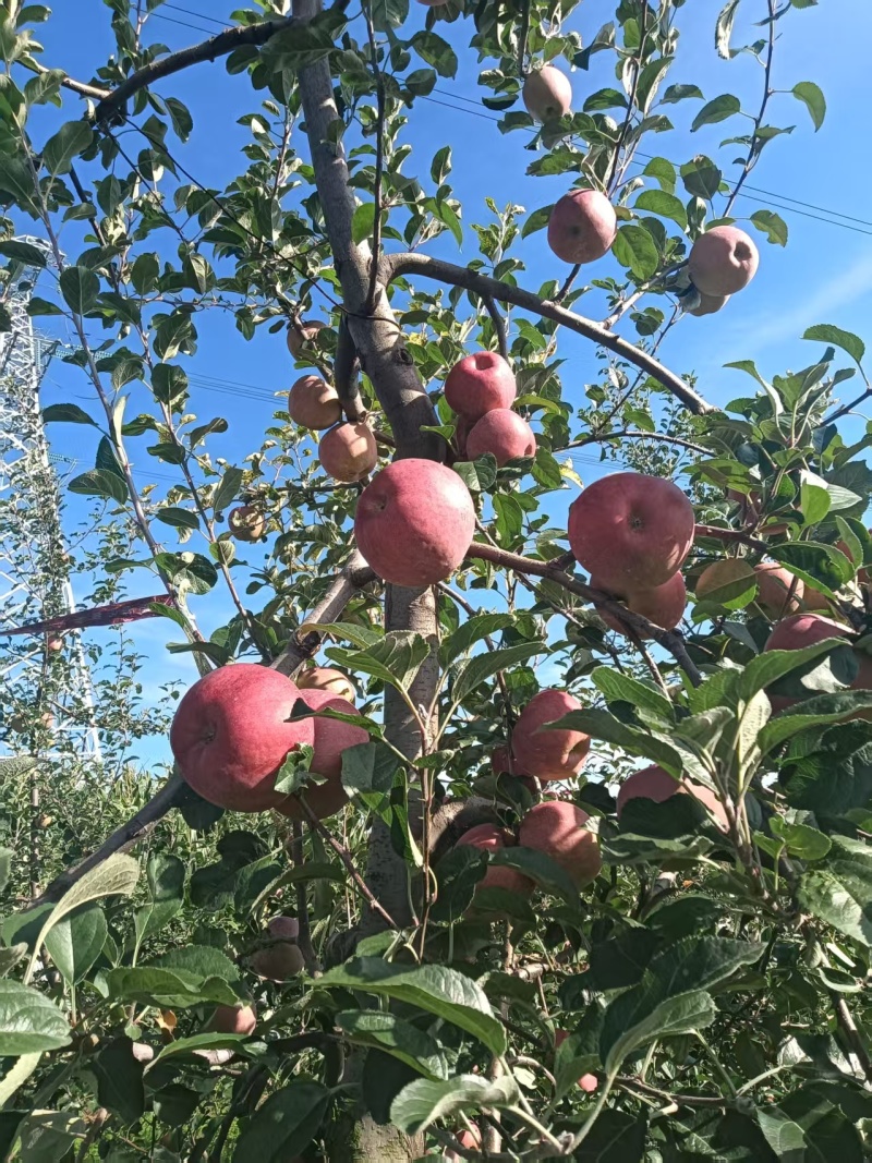 昭通201苹果