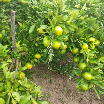 蜜橘