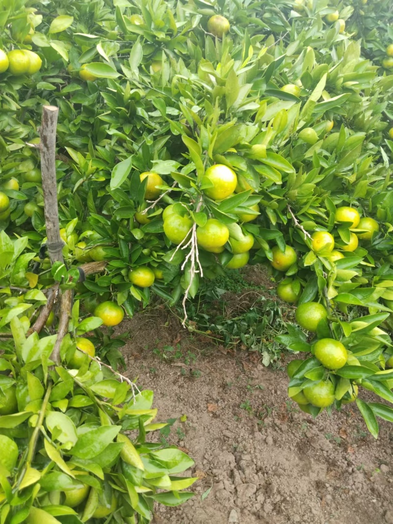 蜜橘